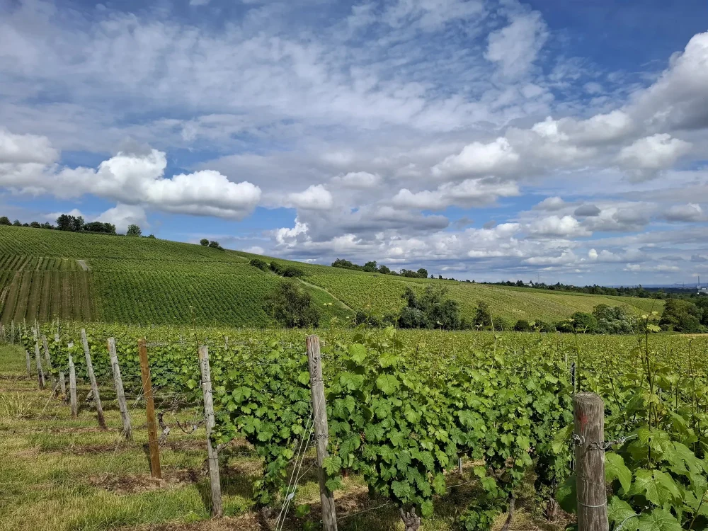 Weinberg des Quellenhofs mit Reben bis zum Horizont